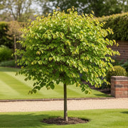 5ft Eastern Redbud Tree | Cercis canadensis | 7.5L pot